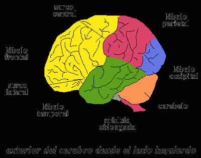 Areas cerebrales: